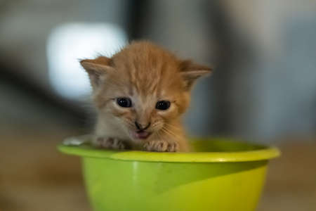 Funny little blond cat sticking out of a green funnel with the background out of focusの写真素材