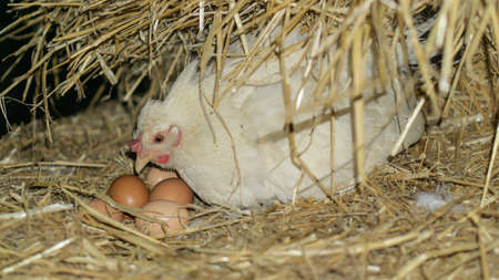 White hen hidden in straw with a few eggsの写真素材