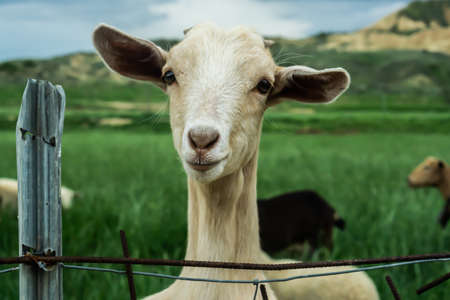 Light-colored young goat's head leaning over a wire fence in a field of unfocused green grassの写真素材