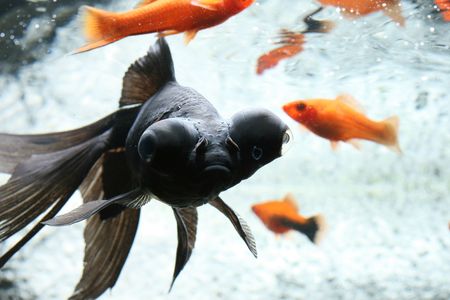closeup underwater image of freshwater aquarium fishの写真素材