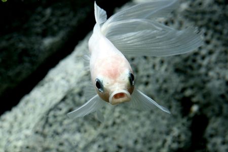 closeup underwater image of freshwater aquarium fishの写真素材