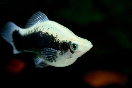 closeup image of gaudy freshwater aquarium fish