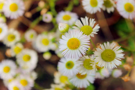 Blury image of white chamomiles. Blurred background of white flowers. Abstract nature background,...