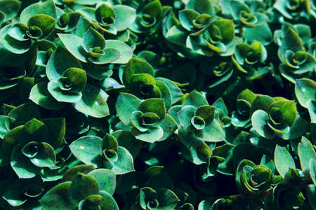 Blurred image of green leaves texture background, cropped shot. Abstract nature background with a lot of copy space for text.の写真素材