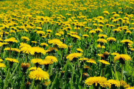Blurred image of yellow dandelions. Nature, spring concept. Cropped shot of meadow. Colorful nature...