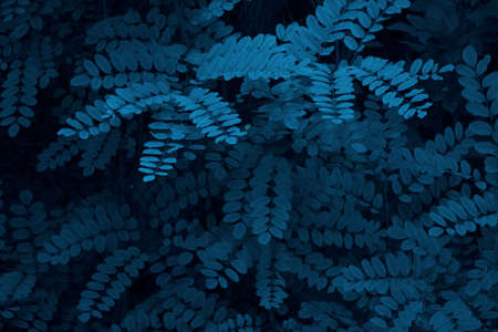 Nature background. Blue leaves, botanical backdrop. Plants, nature concept.