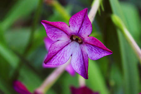 Blurry image of purple flower over green leaves background, horizontal view. Abstract nature background.の写真素材