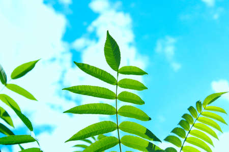 Abstract nature background. Green leaves over blue sky background.の写真素材