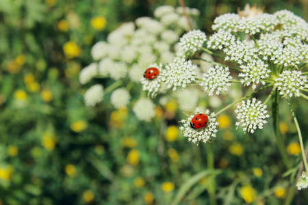 Beautiful summer background. Little red ladybugs on white flowers, horizontal view. Nature backdrop.