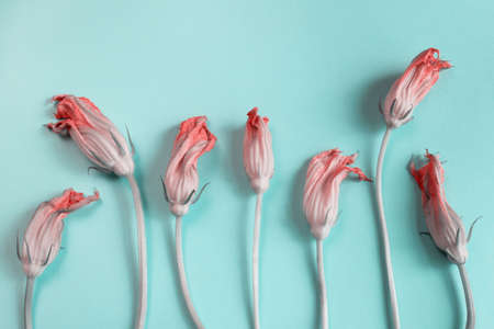 Zucchini flowers over colorful background. Yellow flowers over blue background. Zucchini Flowers. Abstract nature background.の写真素材