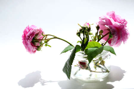 Pink roses in glass, white background, horizontal view. Pink flowers on white backdrop. Abstract nature backdrop.の写真素材