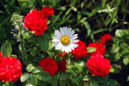Nature, gardening concept. Cropped shot of red roses and white chamomile in the garden.の写真素材