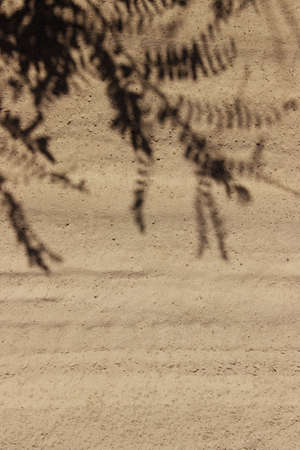 Blurry image of beautiful shadows of a plant on the sand. Abstract nature background. Nature, travel...