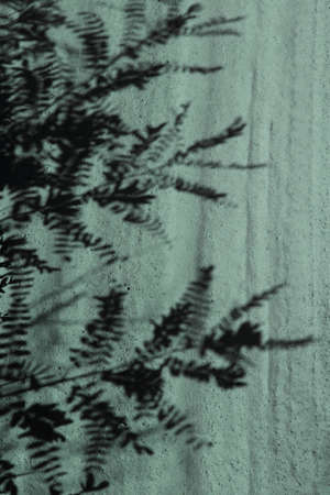 Blurry image of beautiful shadows of a plant on the sand. Abstract nature background. Nature, travel concept.の写真素材