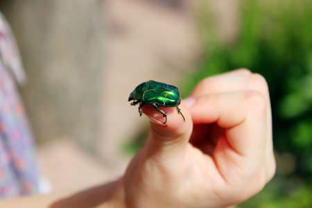 The child caught a green beetle. People, insects, nature concept.の写真素材