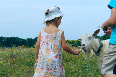 Kids playing with goat, horizontal view, cropped shot. Animals, children, childhood concept.の写真素材
