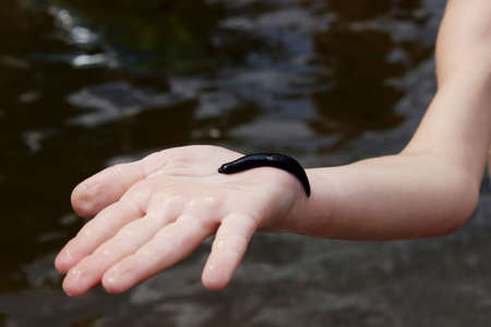 Large black leech on a female hand over dark water background, cropped shot, horizontal view.の写真素材