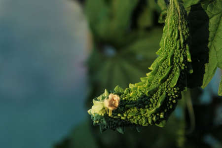 Bitter melon, momordica charantia. Beautiful nature background, green colors, space for text.の写真素材