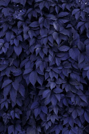 Blue leaves texture background, cropped shot. Abstract nature background with a lot of copy space...