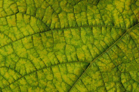 Blurry image of autumn leaf texture background. Cropped shot of green leaf. Fall, nature concept.