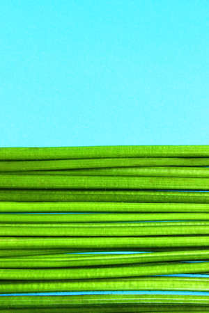 Green stems of plants on a blue background. Nature background, horizontal view.の写真素材