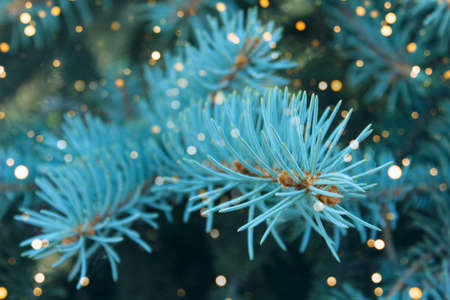 Blurry image of pine branch. Abstract nature background. Holidays, nature, Christmas conceptの写真素材
