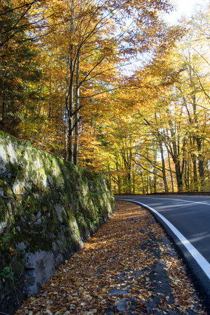 Autumn in Forest Treesの写真素材