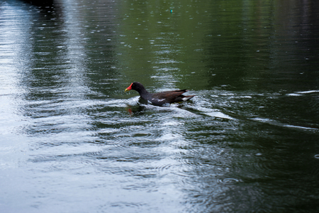 duck swimming.の写真素材