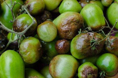 A group of Late blight of tomato.の写真素材