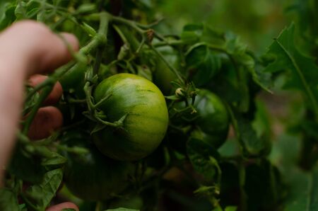 Green tomatos on the bushの写真素材
