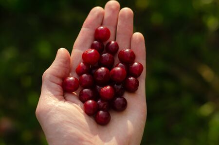 Red cherries in handの写真素材