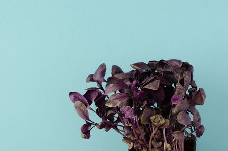 Violet basil on blue background with copy space. Top viewの写真素材