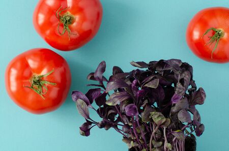 Violet basil and tomatoes on blue background. Top viewの写真素材