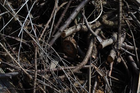 Pile of cut branches. Dry twigs and sticks.の写真素材