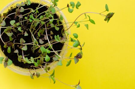 Basil seedlings on yellowの写真素材