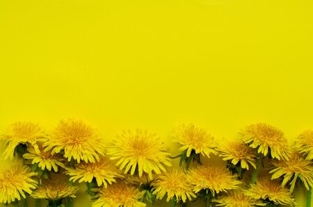 Yellow dandelions on yellow background with copy space. Top view.の写真素材