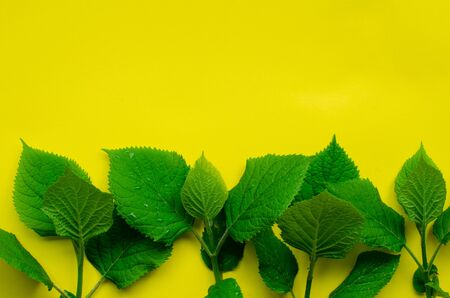 Hydrangea leaves on yellowの写真素材