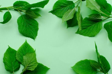 Hydrangea leaves on light green background with copy space. Hydrangea branches. Top view.