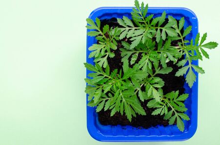 Marigold seedlings on light greenの写真素材