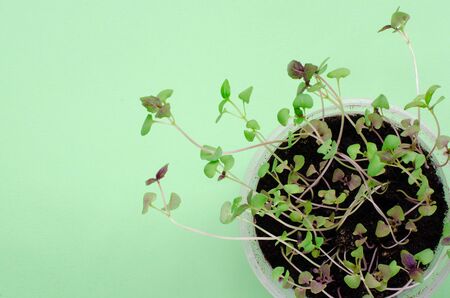Basil seedlings on light greenの写真素材