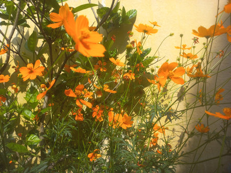 Beautiful orange cosmos flower flower gardeninspiration flower photography, Cosmos flowers blooming in the garden of the nature green backgrouの写真素材