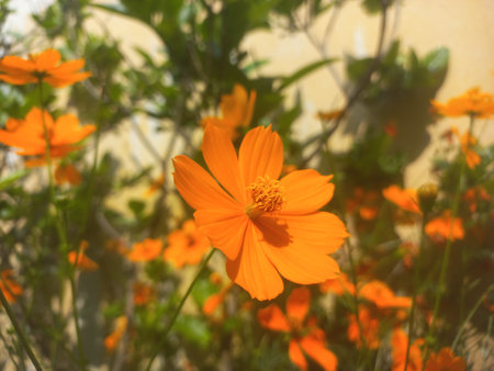 Beautiful orange cosmos flower [Cosmos sulphureus] flower gardeninspiration flower photography, Yellow sulfur Cosmos flowers blooming in the garden of the nature green backgの写真素材