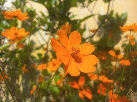 Beautiful orange cosmos flower flower gardeninspiration flower photography, sulfur Cosmos flowers blooming in the garden of the nature green bacの写真素材