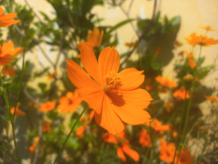 Beautiful orange cosmos flower [Cosmos sulphureus] flower garden inspiration flower photography,Yellow sulfur Cosmos flowers blooming in the garden of the natureの写真素材