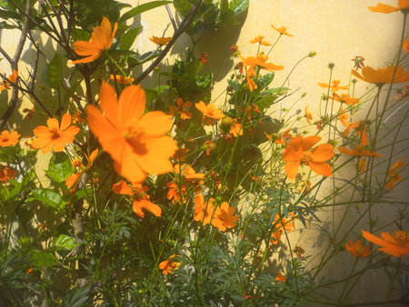 Beautiful orange cosmos flower [Cosmos sulphureus] garden inspiration flower photography, Yellow sulfur Cosmos flowers blooming in the garden of the nature green backgroundの写真素材