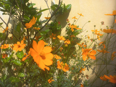 Beautiful orange cosmos flower flower gardeninspiration flower photography,Yellow sulfur Cosmos flowers blooming in the garden of the nature green backgroundの写真素材