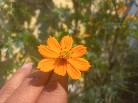 Beautiful orange cosmos flower [Cosmos sulphureus] flower garden inspiration flower photography, sulfur Cosmos flowers blooming in the garden of the nature green backgroundの写真素材