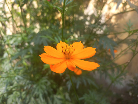 Beautiful orange cosmos flower [Cosmos sulphureus] flower garden inspiration flower photography, sulfur Cosmos flowers blooming in the garden of the nature green backgroundの写真素材