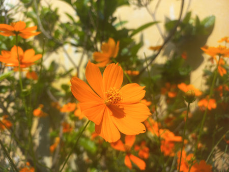 Yellow flower Cosmos caudatus plantの写真素材