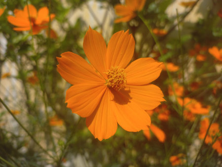 Yellow flower Cosmos caudatus plant images and Photoの写真素材